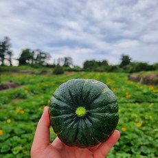 정말 맛있습니다!!! 제주 밤호박 가정용중품/상품/프리미엄 혼합과 단호박 미니단호박 제주미니단호박 밤호박 밤단호박 제주단호박 보우짱