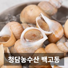 청담농수산 산지직송 국내산 경상북도 포항 자숙 급냉 백고동, 1개, 중대믹스 1kg