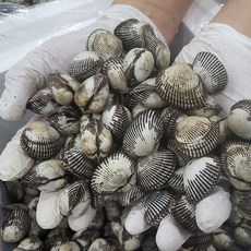국내산 오동통 제철 새꼬막 6kg, 없음, 1개