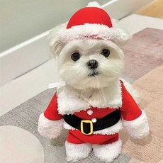 강아지포토존 토퍼 파티 사진 강아지옷 반려동물생일, 1개, 행운 고양이 변신 M
