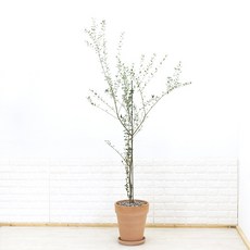 화수분 대형 올리브나무 이태리토분 카페식물 인테리어식물, 2. 네추럴형 이태리토분 연황토색 31cm, 1개
