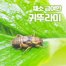 파충류 끝판왕 먹이 신선한 귀뚜라미 중 100마리 + 사료, 일반포장 10월~4월 필수선택