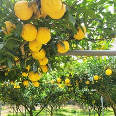 고흥유자 3kg (18~23내외) 햇유자 특대 생유자 생과, 1개