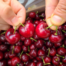 냉동다크체리씨