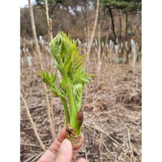 두릅 안동산 야생 참두릅 당일수확 1Kg (순차발송), 1개