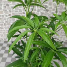 대나무홍콩야자