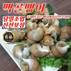 동해안 자연산 활 백골뱅이 1kg 소 (35-45미), 1개