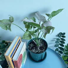 싱고니움핑크스팟