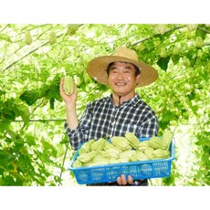 6시내고향 차요테 5kg 함양차요테 다이어트채소 저혈당식품 불수과 차요태요리 chayote, 1개