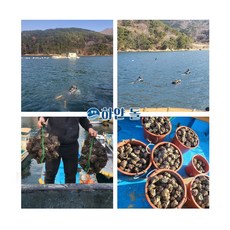 [통영] 자연산 뿔소라 2kg 통영 해녀가 직접 채취하는, 중(9-10미), 20개