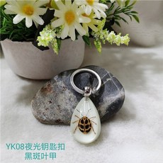 곤충호박