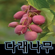 순희농장 다래나무묘목 일세다래 빨강다래 포트, 1개, 빨강다래검정포트