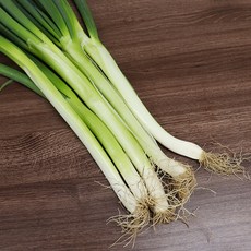 빛고을장터 국내산 싱싱한 대파 1kg - 10kg, 1봉, 01_국내산 대파 (특/1kg)