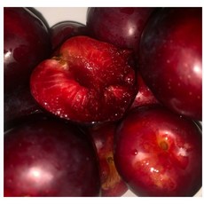 신품종 체리자두 나디아 체리자두 피자두2kg, 2kg(대 이상), 1개