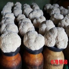 노루궁뎅이버섯키우기 배지 키트 국내산 집에서 버섯 키우기 어린이체험 친환경 무농약 농산물 버섯기르기 톱밥베지 놀이방 자연체험 4개묶음 6개묶음, 6개