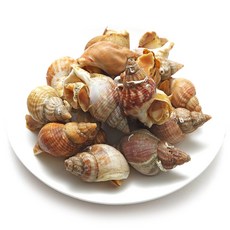 아일랜드 청정지역에서 자란 자연산 자숙 통골뱅이500g, 단일상품