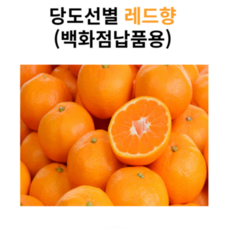 15brix 당도선별 제주 레드향 가정용