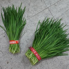 채소파는 가게 부추, 1팩, 500g