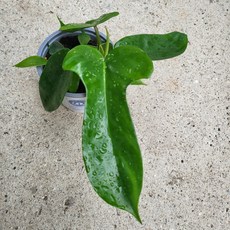 플로리다뷰티그린