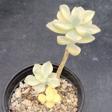 살구미인금