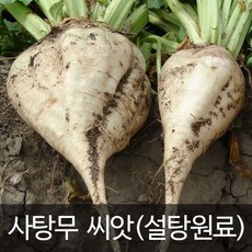 사탕무씨앗 사탕무 씨앗 슈가비트씨앗 (100알)