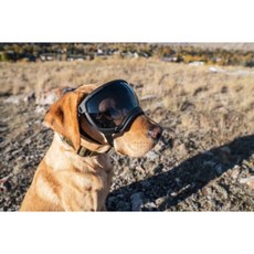 렉스스펙스 Rexspecs V2 강아지 고글 애완견 애완용품, Bandit Orange, 1개