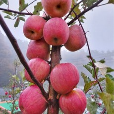 아리수사과 TOP01