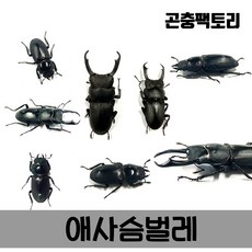 다우리아사슴벌레