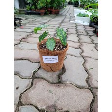 30cm힐