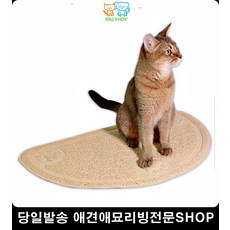 고양이초보집사되기