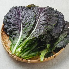 당일수확 적겨자, 1개, 2kg