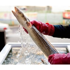 통영 자연산 바다 장어 캠핑 여름보양식 1kg, 1Kg (손질후 650g내외), 1개