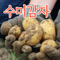 햇감자10kg-추천-상품
