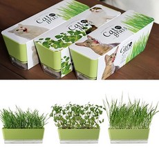 방에서키우는식물