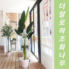 드라세나