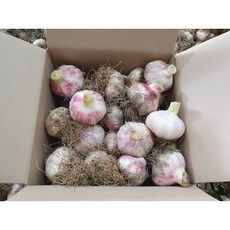 승하네 햇마늘 짱아찌용 난지형 반접 특대 3~4kg 내외