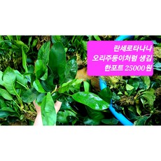 노타빌리티리딤코드