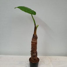 알로카시아키링