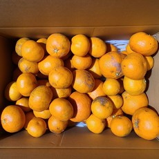 [임실순녀농장][산지직송]제주 고당도 레드향 10KG (못난이 사이즈랜덤), 가정용, 1박스