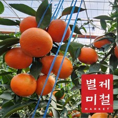 별미마켓 제주도 고당도 감귤 홍미향 동백향 정품 빨간귤 대중소과 다양한 옵션 1박스 대과 3kg 상품 이미지