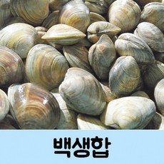 생합조개