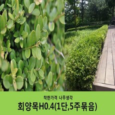 착한가격 나무생각 회양목H0.4 (1단5주묶음)