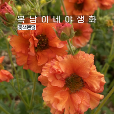 겹뱀무꽃 꽃색랜덤 [4포트 복남이네야생화 모종 geum], 4개