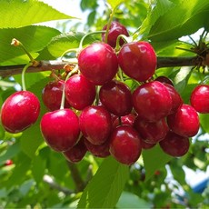  다다팜 미국산 칠레산 프리미엄 생 체리 캘리포니아 워싱턴 항공수입, 1kg(10R) 