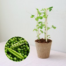 완두콩 키우기 풀 패키지 재배키트 DIY, 식물키트