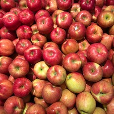 새콤달콤 맛있는 빨간 햇 사과, 한입사과 4.5kg, 1개
