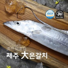 제주SF 대사이즈 제주 은갈치 *10미