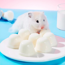와이이 햄스터간식 산양유푸딩, 산양유 푸딩, 1개
