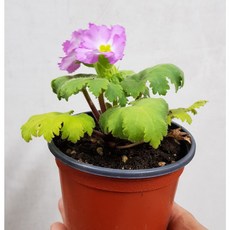 af7eb870a660315e07b645b87421a482c7a3d484ff9020176b46e001eba2.jpg