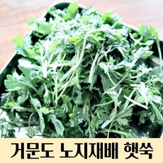 국내산 여수 거문도 노지재배 생쑥 햇쑥 1kg 2kg 3kg 4kg. 5kg 생쑥 햇쑥 쑥 거문도쑥 국내산쑥 노지쑥 노지재배 거문도해풍쑥 쑥떡 쑥차 쑥국